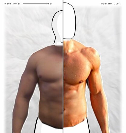 Torso Comparison