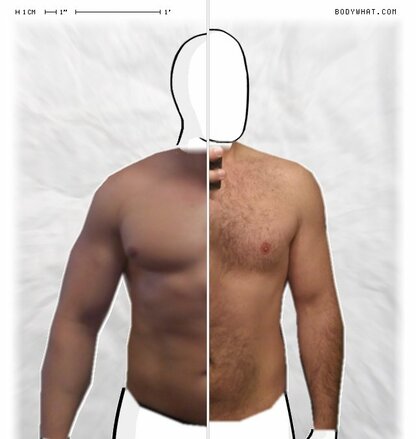 Torso Comparison