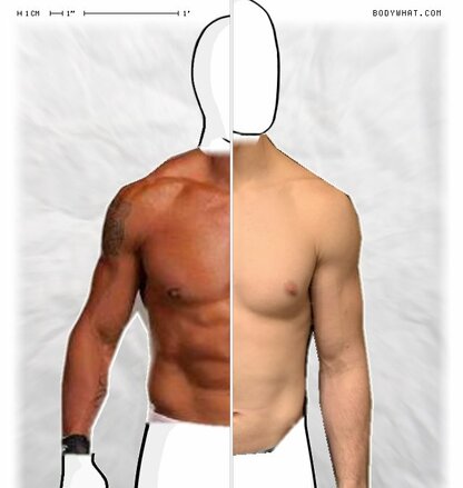 Torso Comparison