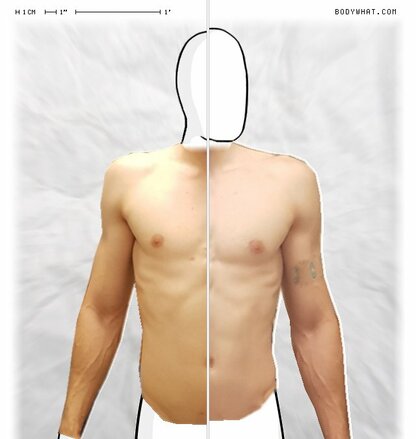 Torso Comparison