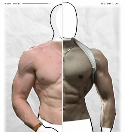 Torso Comparison