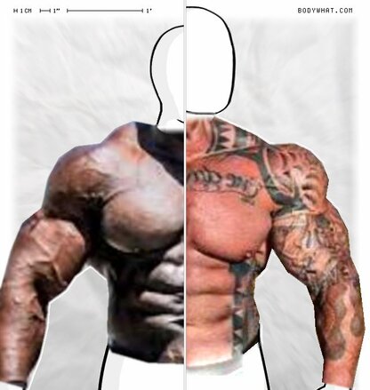 Torso Comparison
