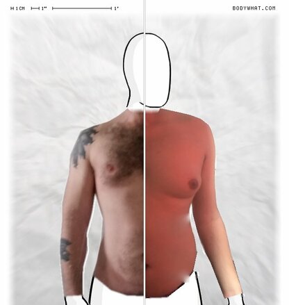 Torso Comparison