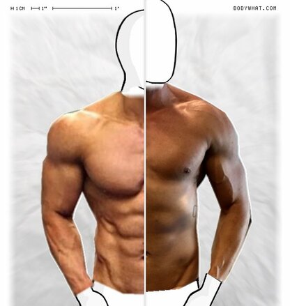 Torso Comparison