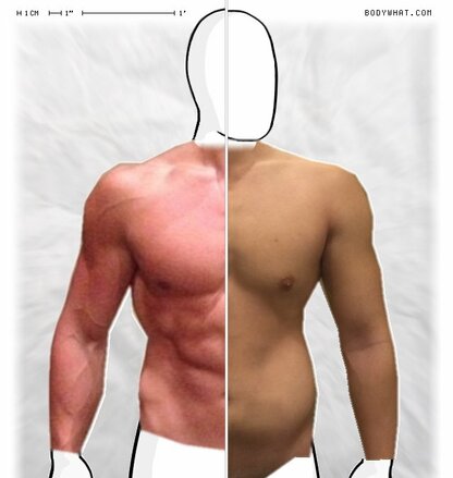 Torso Comparison