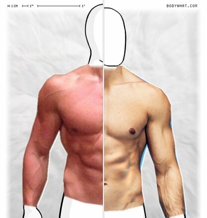 Torso Comparison