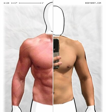 Torso Comparison