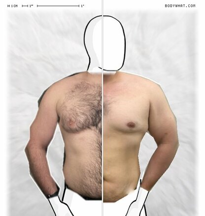 Torso Comparison
