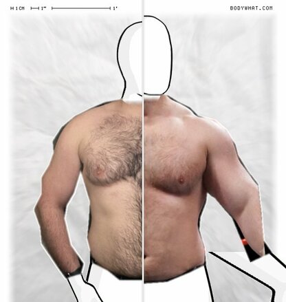 Torso Comparison