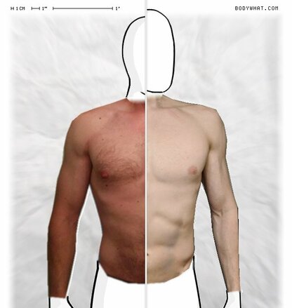 Torso Comparison