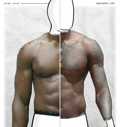 Torso Comparison