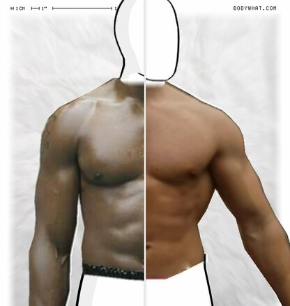 Torso Comparison