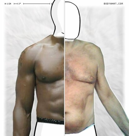 Torso Comparison