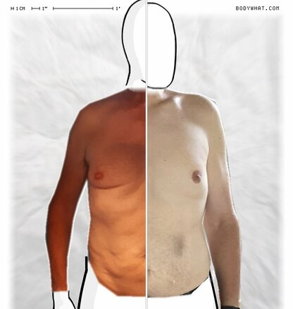 Torso Comparison