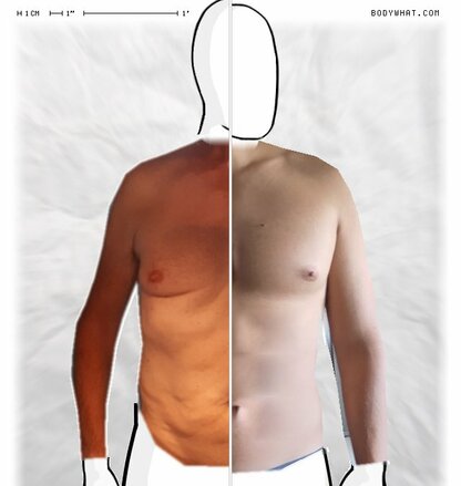 Torso Comparison