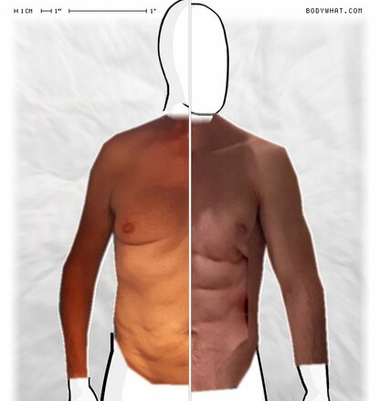 Torso Comparison