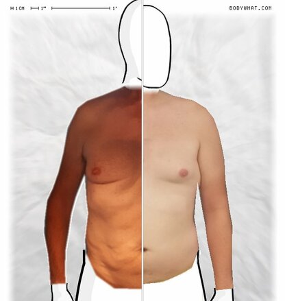Torso Comparison