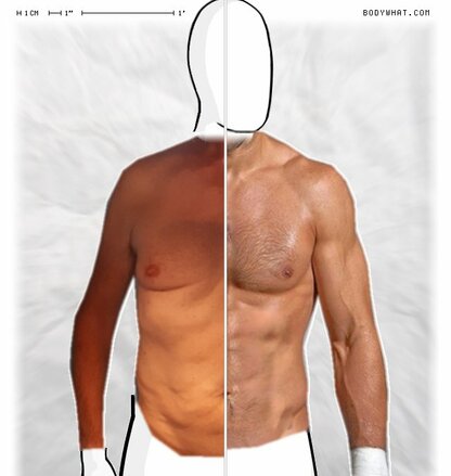 Torso Comparison