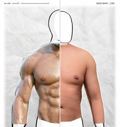 Torso Comparison