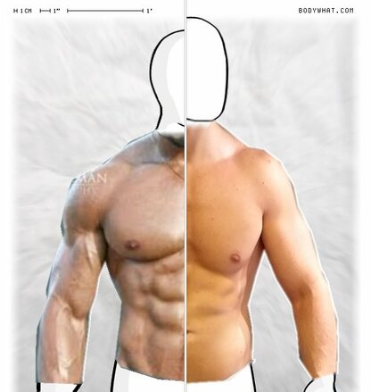 Torso Comparison