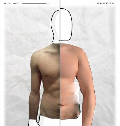 Torso Comparison