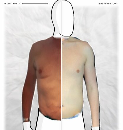 Torso Comparison