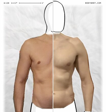 Torso Comparison