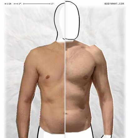 Torso Comparison