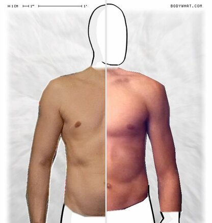 Torso Comparison