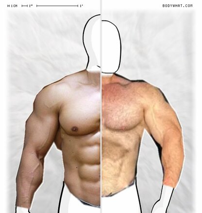 Torso Comparison