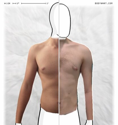 Torso Comparison