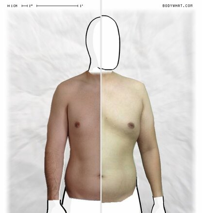 Torso Comparison