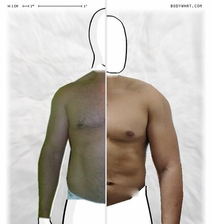 Torso Comparison