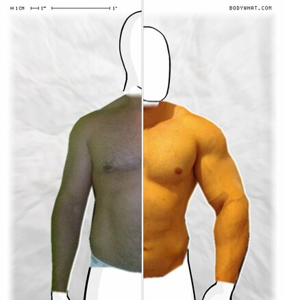 Torso Comparison