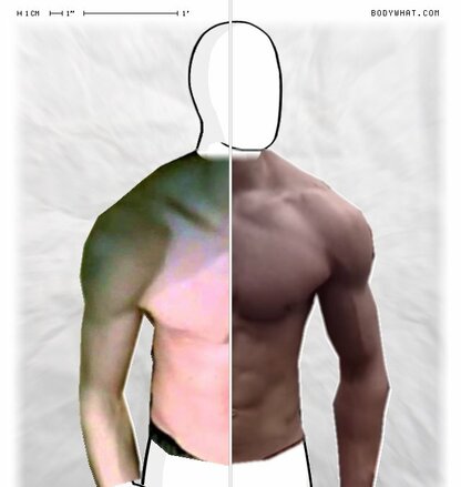 Torso Comparison