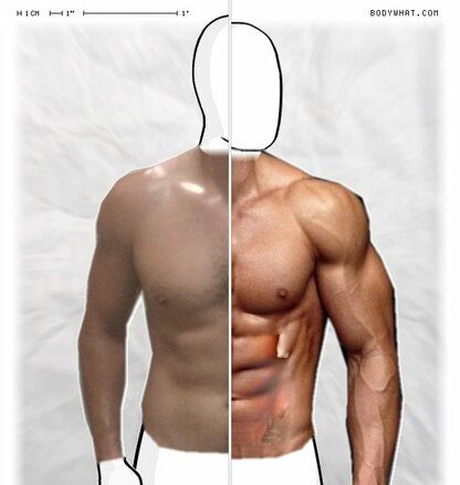 Torso Comparison