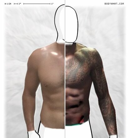 Torso Comparison