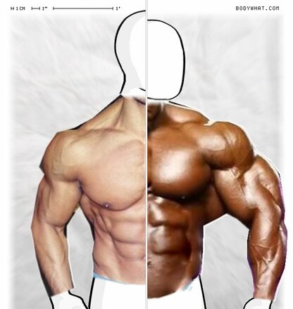 Torso Comparison