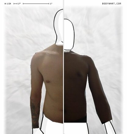 Torso Comparison