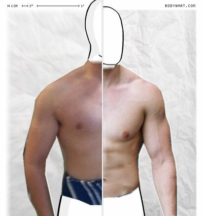 Torso Comparison