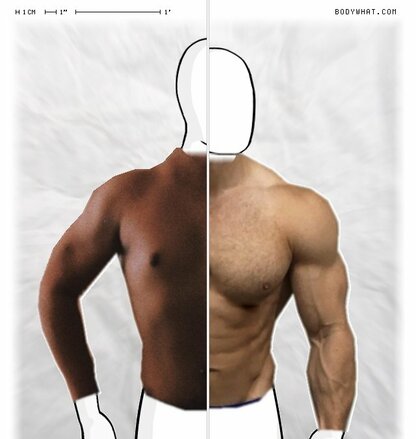Torso Comparison