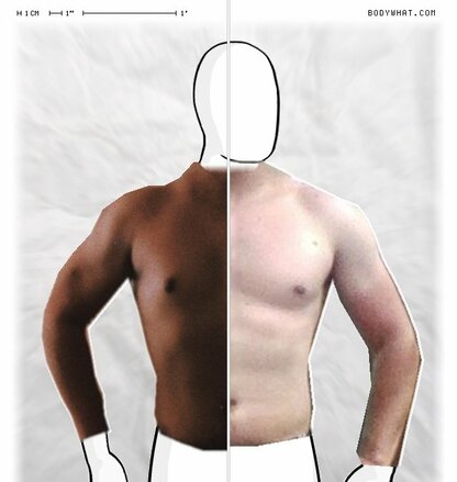 Torso Comparison