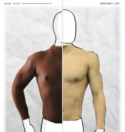 Torso Comparison