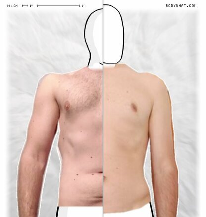 Torso Comparison