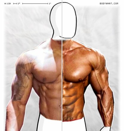 Torso Comparison