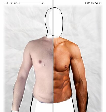 Torso Comparison