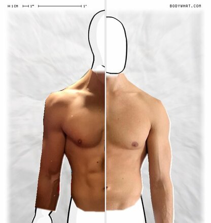 Torso Comparison