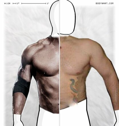 Torso Comparison