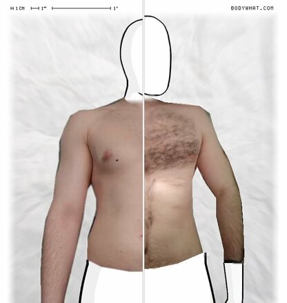 Torso Comparison