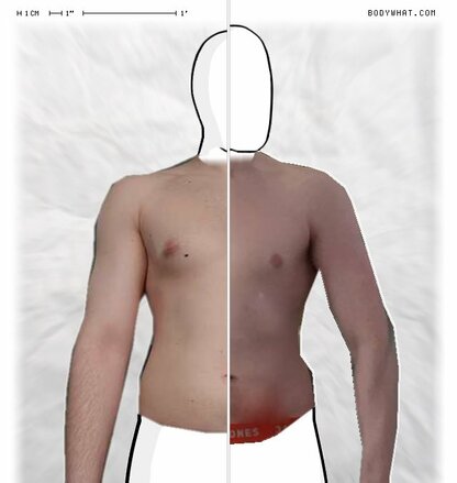 Torso Comparison